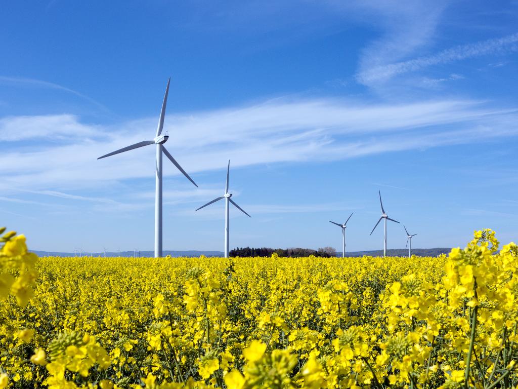 Environmental Field 